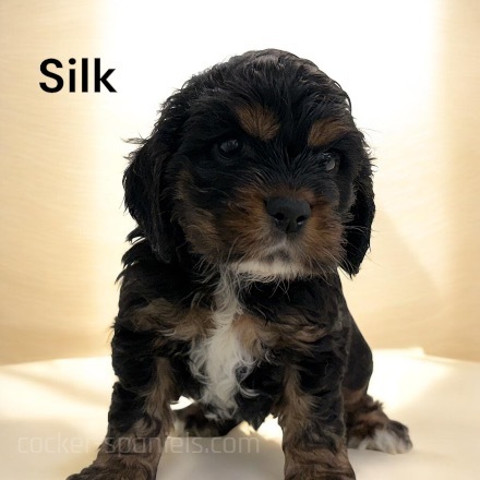 puppy, for, sale, Cocker Spaniel, Joe & Cherri  Overlease, dog, breeder, Miller, MO, dog-breeder, puppy-for-sale, forsale, nearby, find, puppyfind, locator, puppylocator, aca